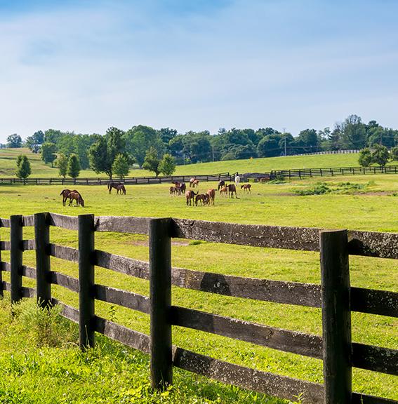 Herd of horses on a Kentucky farm behind a fence in the foreground